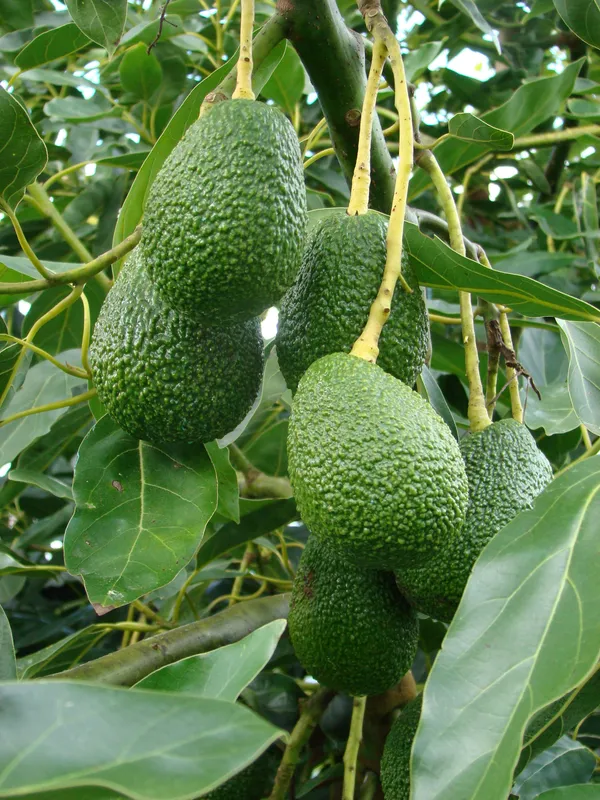 Avocado_Fruit_Plant_&_Tree_(1.5-3.5_Ft_Hight)_For_Home_Gardening_Avocado_Hybrid_Fruit_Plant