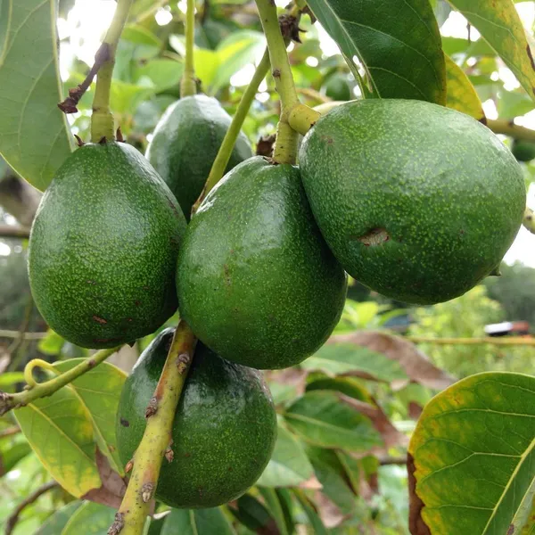 Avocado_Fruit_Plant_&_Tree_(1.5-3.5_Ft_Hight)_For_Home_Gardening_Avocado_Hybrid_Fruit_Plant