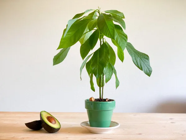 Avocado_Fruit_Plant_&_Tree_(1.5-3.5_Ft_Hight)_For_Home_Gardening_Avocado_Hybrid_Fruit_Plant