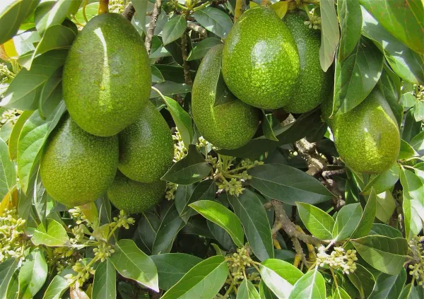 Avocado_Fruit_Plant_&_Tree_(1.5-3.5_Ft_Hight)_For_Home_Gardening_Avocado_Hybrid_Fruit_Plant