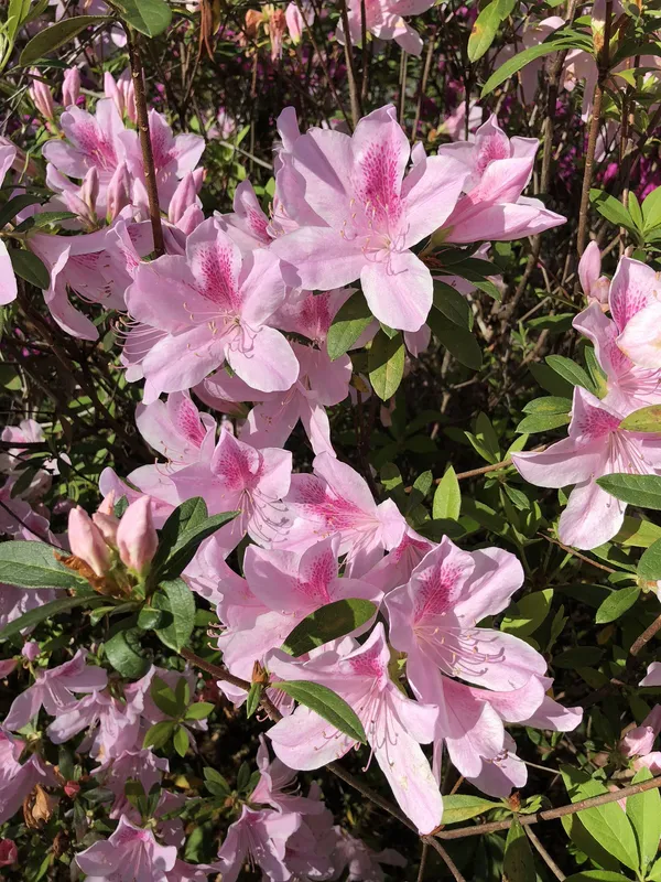 Bicolor_Azalea_Flowering_Plant_&_Tree_For_Shrub|Bush|Home_Garden_(1.5-2.5_Ft_Hight)_Azalea__Grafted_lower_Plant_Hybrid