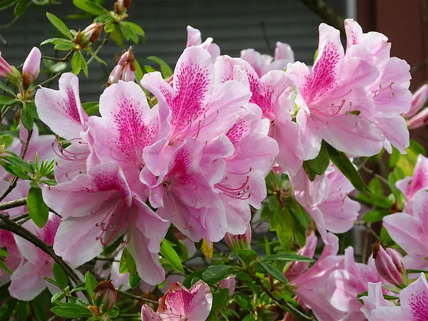 Bicolor_Azalea_Flowering_Plant_&_Tree_For_Shrub|Bush|Home_Garden_(1.5-2.5_Ft_Hight)_Azalea__Grafted_lower_Plant_Hybrid
