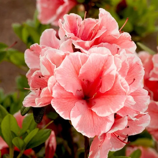 Azalea_Gray_Flower_Shrub_Hybrid