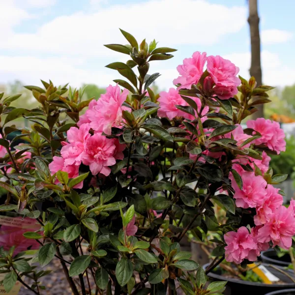 Azalea_Flower_Plant_&_Tree_(1.5-3.5_Ft_Hight)_For_Home_Gardening_Hybrid