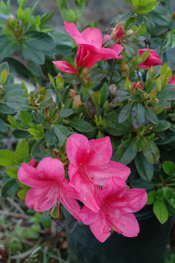 Azalea_Flower_Plant_&_Tree_(1.5-3.5_Ft_Hight)_For_Home_Gardening_Hybrid