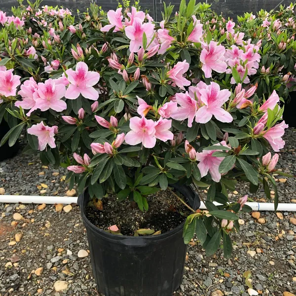 Azalea_Flower_Plant_&_&Ree_(1.5-3.5_Ft_Hight)_For_Home_Gardening_Hybrid_Azalea_Flower_Plant