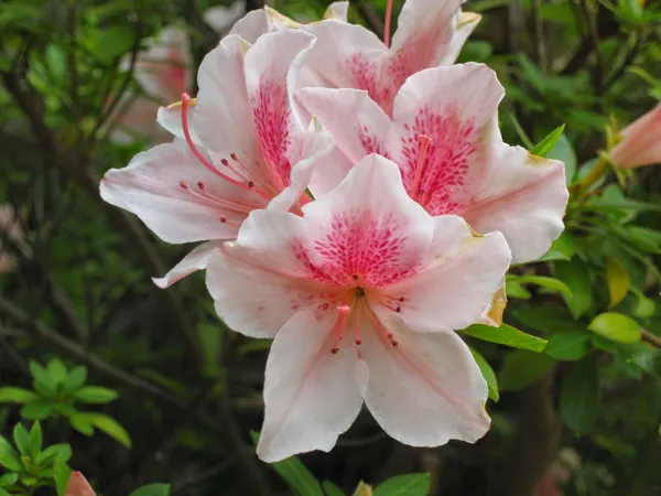 Azalea_Flower_Plant_&_&Ree_(1.5-3.5_Ft_Hight)_For_Home_Gardening_Hybrid_Azalea_Flower_Plant