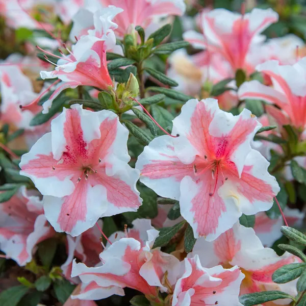 Azalea_Flowering_Plant_&_Tree_For_Shrub/Bush/Home_Garden_(1.5-3.5_Ft_Plant_Hight)_Hybrid