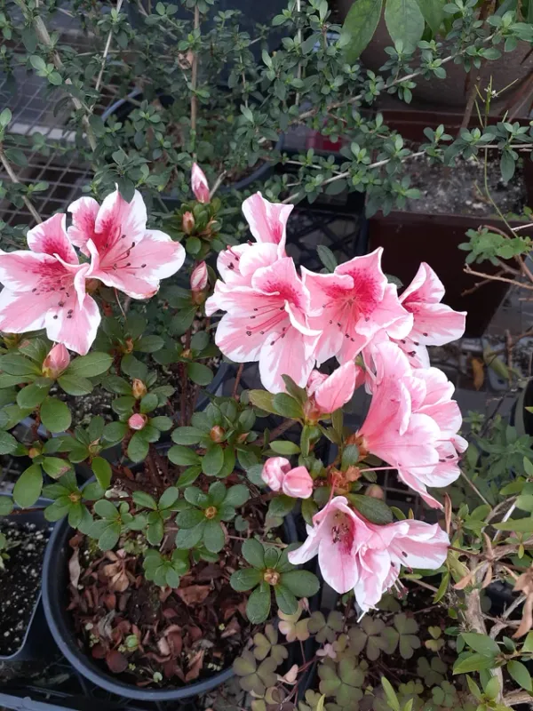 Azalea_Flowering_Plant_&_Tree_For_Shrub/Bush/Home_Garden_(1.5-3.5_Ft_Plant_Hight)_Hybrid