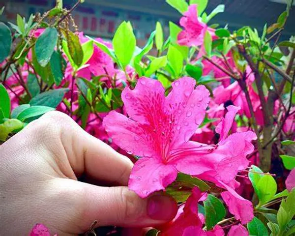 Azalea__Pink_Grafted_.5-3.5_Ft_Flower__Plant