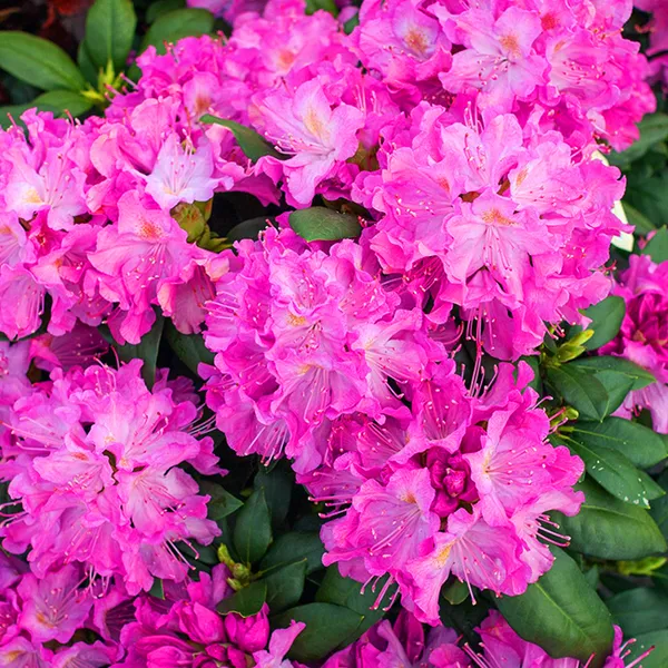 Azalea_(Baby_Pink)_Flowering_Plant_&_Tree_For_Shrub|Bush|Home_Garden_Hybrid