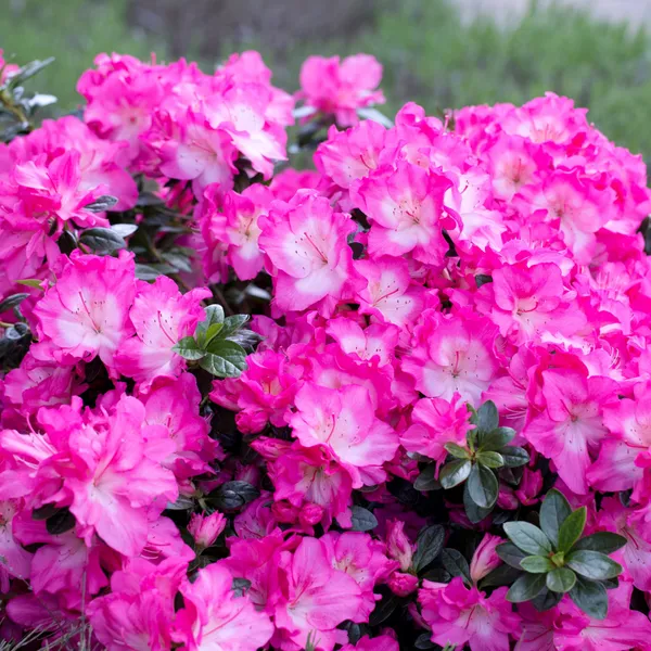 Azalea_(Baby_Pink)_Flowering_Plant_&_Tree_For_Shrub|Bush|Home_Garden_Hybrid