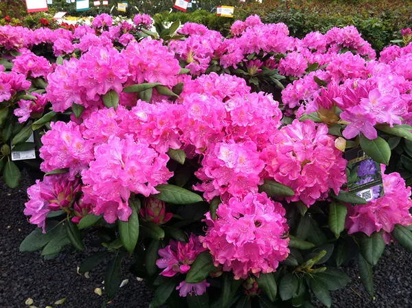 Azalea_(Baby_Pink)_Flowering_Plant_&_Tree_For_Shrub|Bush|Home_Garden_Hybrid