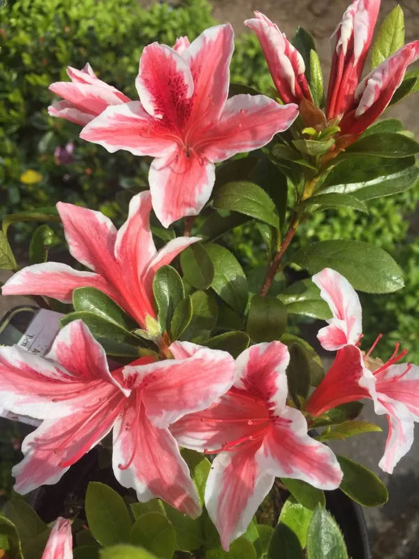 Azalea_(Bicolor)_Flowering_Plant_&_Tree_For_Shrub|Bush|Sweet_Home_Decoration|Garden_Hybrid