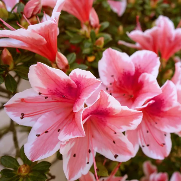 Azalea_(Bicolor)_Flowering_Plant_&_Tree_For_Shrub|Bush|Sweet_Home_Decoration|Garden_Hybrid
