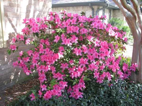Azalea_(Pink)_Flowering_Plant_&_Tree_For_Shrub|Bush|Home_Decoration|Gardening_(Grafted_lant)