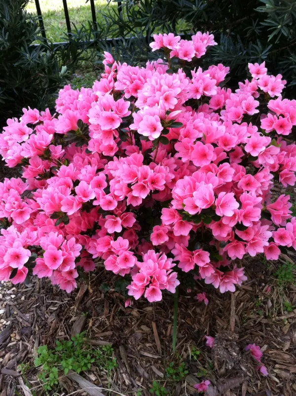 Azalea_(Pink)_Flowering_Plant_&_Tree_For_Shrub|Bush|Home_Decoration|Gardening_(Grafted_lant)