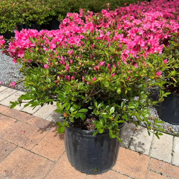 Azalea_(Pink)_Flowering_Plant_&_Tree_For_Shrub|Bush|Home_Decoration|Gardening_(Grafted_lant)