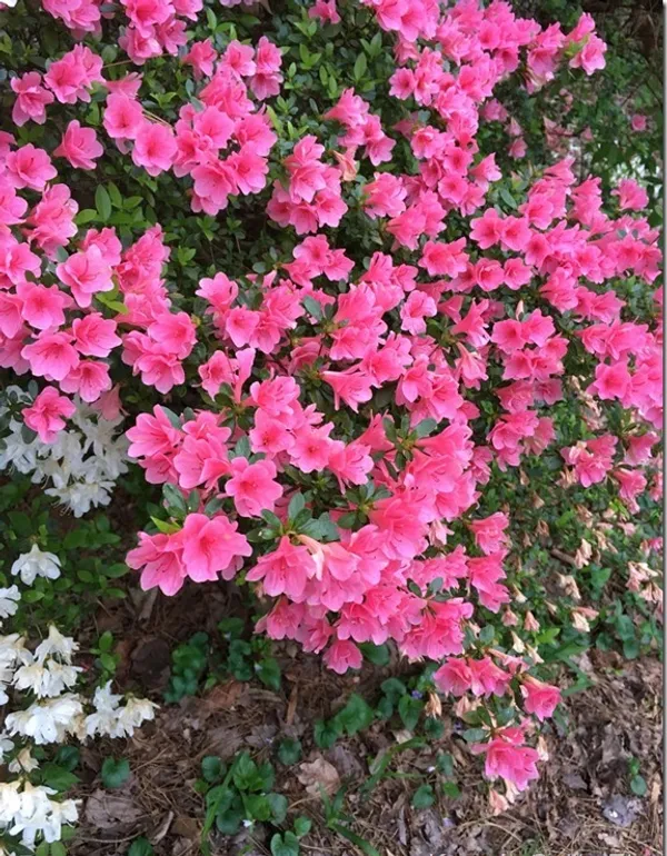 Azalea_(Pink)_Flowering_Plant_&_Tree_For_Shrub|Bush|Home_Decoration|Gardening_(Grafted_lant)