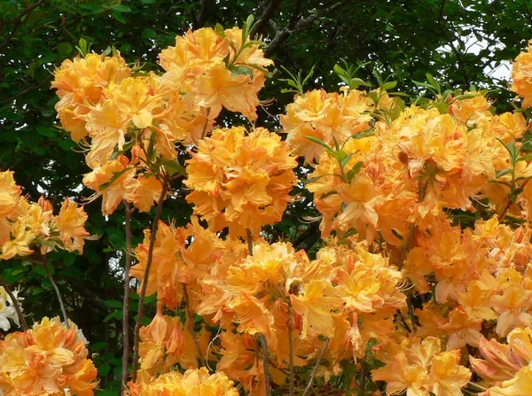 Azalea_(Yellow)_Flowering_Plant_&_Tree_(1.5-3.5_Ft_Hight)_For_Bush|Home_Garden_Azalea_Hybrid_Flower_Plant