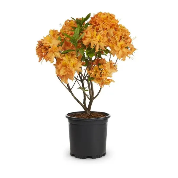 Azalea_(Yellow)_Flowering_Plant_&_Tree_(1.5-3.5_Ft_Hight)_For_Bush|Home_Garden_Azalea_Hybrid_Flower_Plant