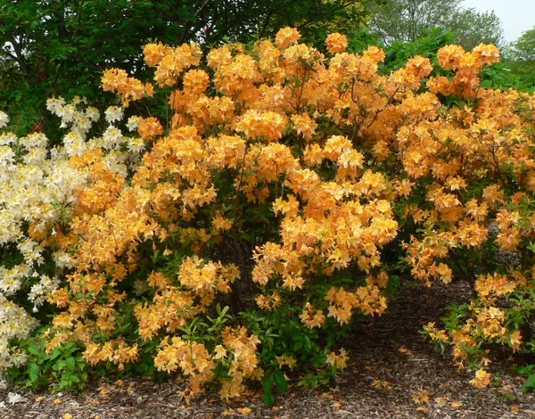 Azalea_(Yellow)_Flowering_Plant_&_Tree_(1.5-3.5_Ft_Hight)_For_Bush|Home_Garden_Azalea_Hybrid_Flower_Plant