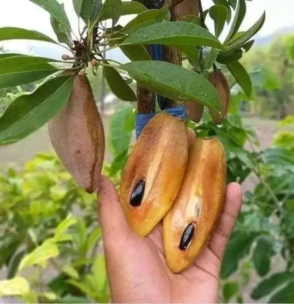 Hybrid_Banana_Chiku|Sapota_Fruit__Plant_&_Tree_Grafted