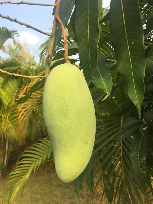Banana_Variety_Long_Mango_Fruit_Plant_&_Tree_For_Your_Home_Garden_Banana_Mango_Plant_Hybrid