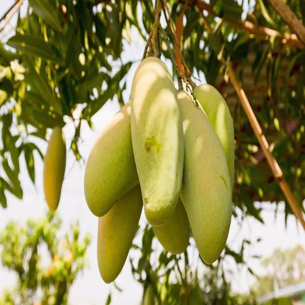 Banana_Variety_Long_Mango_Fruit_Plant_&_Tree_For_Your_Home_Garden_Banana_Mango_Plant_Hybrid