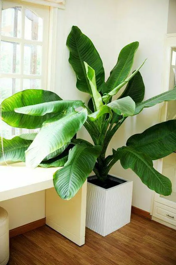 Banana_Plant_Grand_Nine_G9_Banana_Fruit_Plant