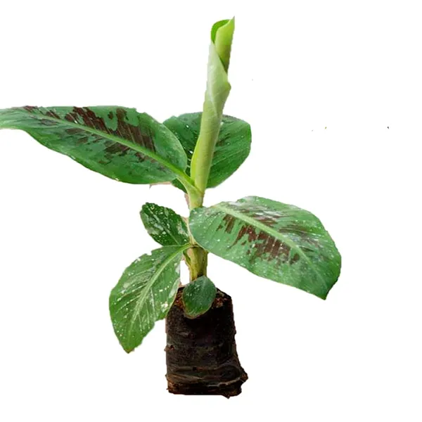 Banana_Plant_Grand_Nine_G9_Banana_Fruit_Plant