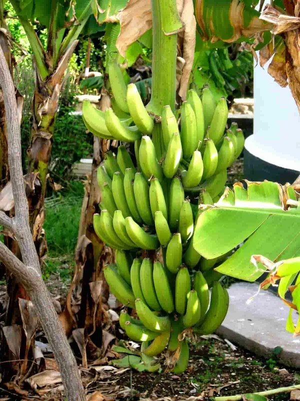 Banana_Plant_Grand_Nine_G9_Banana_Fruit_Plant