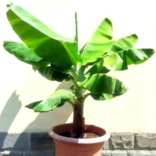 Banana_Plant_Grand_Nine_G9_Banana_Fruit_Plant