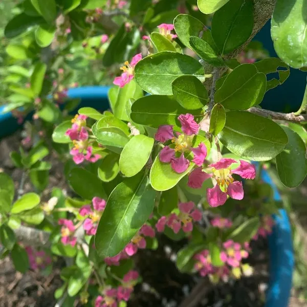 Sweet_Red_Barbados_Cherry_(Hybrid)_Healthy_Plant_For_Home_Garden_Tree__Plant_Height-2Ft_To_3_Ft