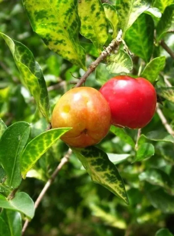 Sweet_Red_Barbados_Cherry_(Hybrid)_Healthy_Plant_For_Home_Garden_Tree__Plant_Height-2Ft_To_3_Ft