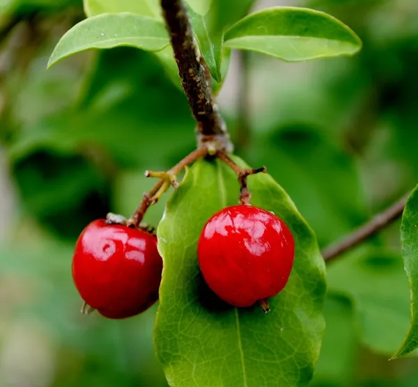 Sweet_Red_Barbados_Cherry_(Hybrid)_Healthy_Plant_For_Home_Garden_Tree__Plant_Height-2Ft_To_3_Ft