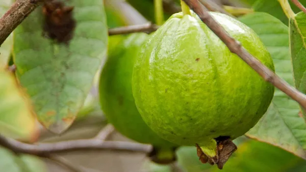 Baraipur_Guava_Healthy_Fruit_Plant_&_Tree_(1.5-3.5_Ft_Hight)_For_Your_Home_Garden_Hybrid