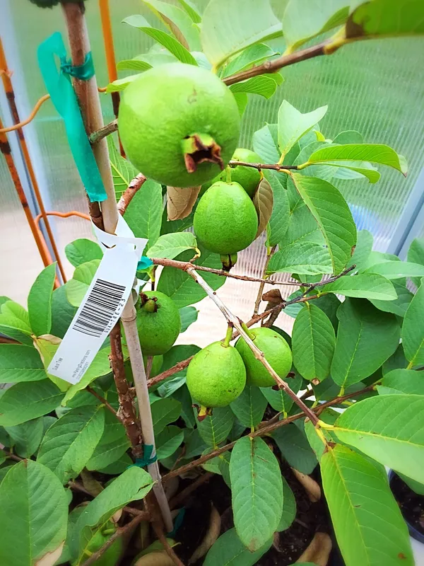 Baraipur_Guava_Healthy_Fruit_Plant_&_Tree_(1.5-3.5_Ft_Hight)_For_Your_Home_Garden_Hybrid