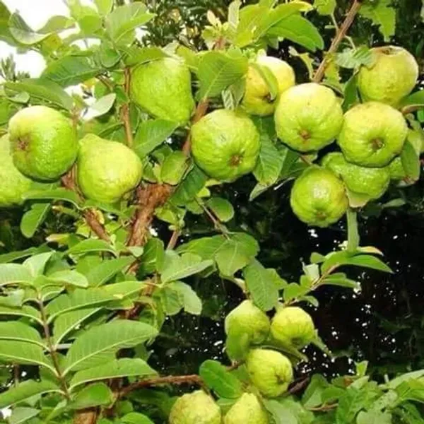 Baraipur_Grafted_uava_Hybrid_Plant