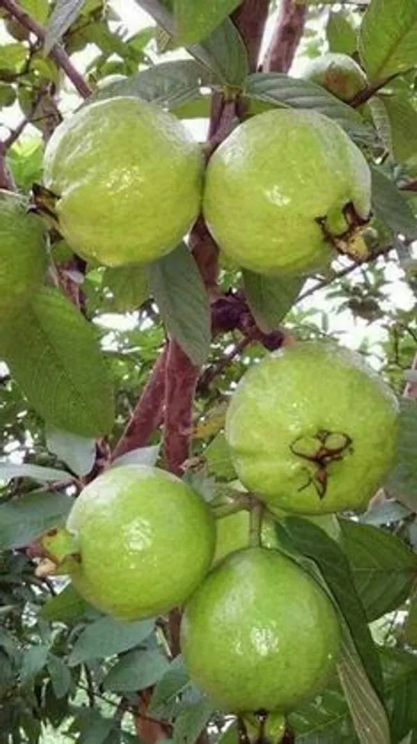 Baraipur_Grafted_uava_Hybrid_Plant