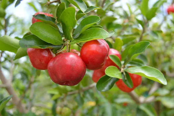 Barbados_Cherry_Healthy_Fruit_Plant_&_Tree_(1.5-3.5_Ft_Hight)_For_Sweet_Home_Gardening_Barbados_Red_Cherry__Fruits_Plant_(Which_Are_High_In_Vitamin_C)_Hybrid