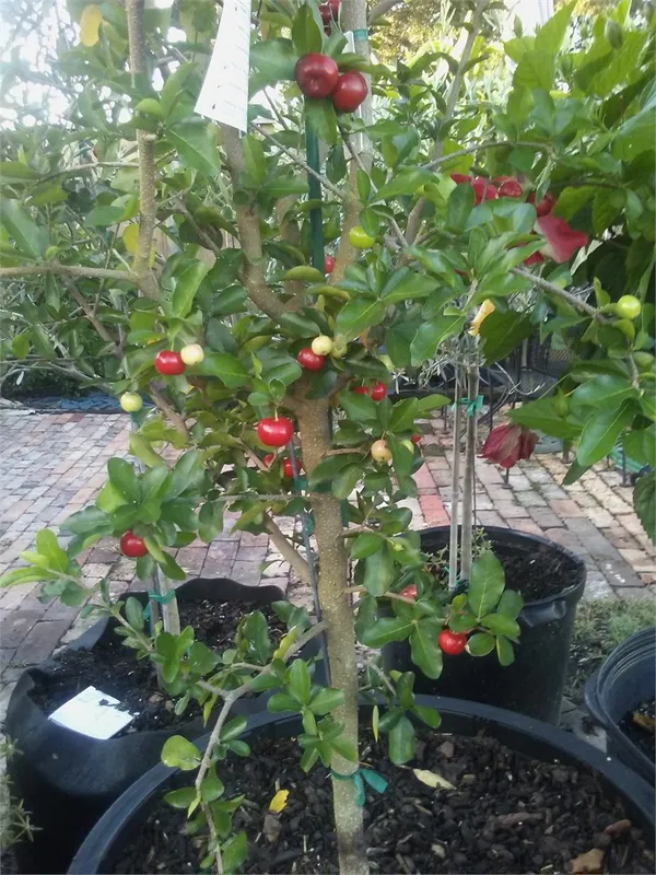 Barbados_Cherry_Healthy_Fruit_Plant_&_Tree_(1.5-3.5_Ft_Hight)_For_Sweet_Home_Gardening_Barbados_Red_Cherry__Fruits_Plant_(Which_Are_High_In_Vitamin_C)_Hybrid