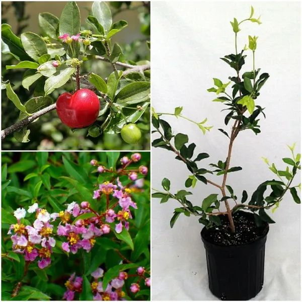 Barbados_Cherry_Healthy_Fruit_Plant_&_Tree_(1.5-3.5_Ft_Hight)_For_Sweet_Home_Gardening_Barbados_Red_Cherry__Fruits_Plant_(Which_Are_High_In_Vitamin_C)_Hybrid
