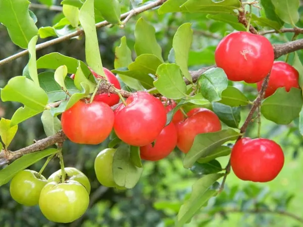 Barbados_Cherry_Healthy_Fruit_Plant_&_Tree_(1.5-3.5_Ft_Hight)_For_Sweet_Home_Gardening_Barbados_Red_Cherry__Fruits_Plant_(Which_Are_High_In_Vitamin_C)_Hybrid