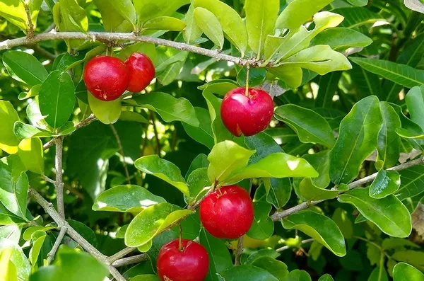 Barbados_Cherry__Fruit_Plant_&_Tree_(1.5-3.5_Ft_Hight)_For_Sweet_Home_Gardening_Hybrid