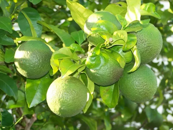 Bari_1_Grafted_Hybrid_Malta_|_Mausambi_|Malta_Lemon_Plant