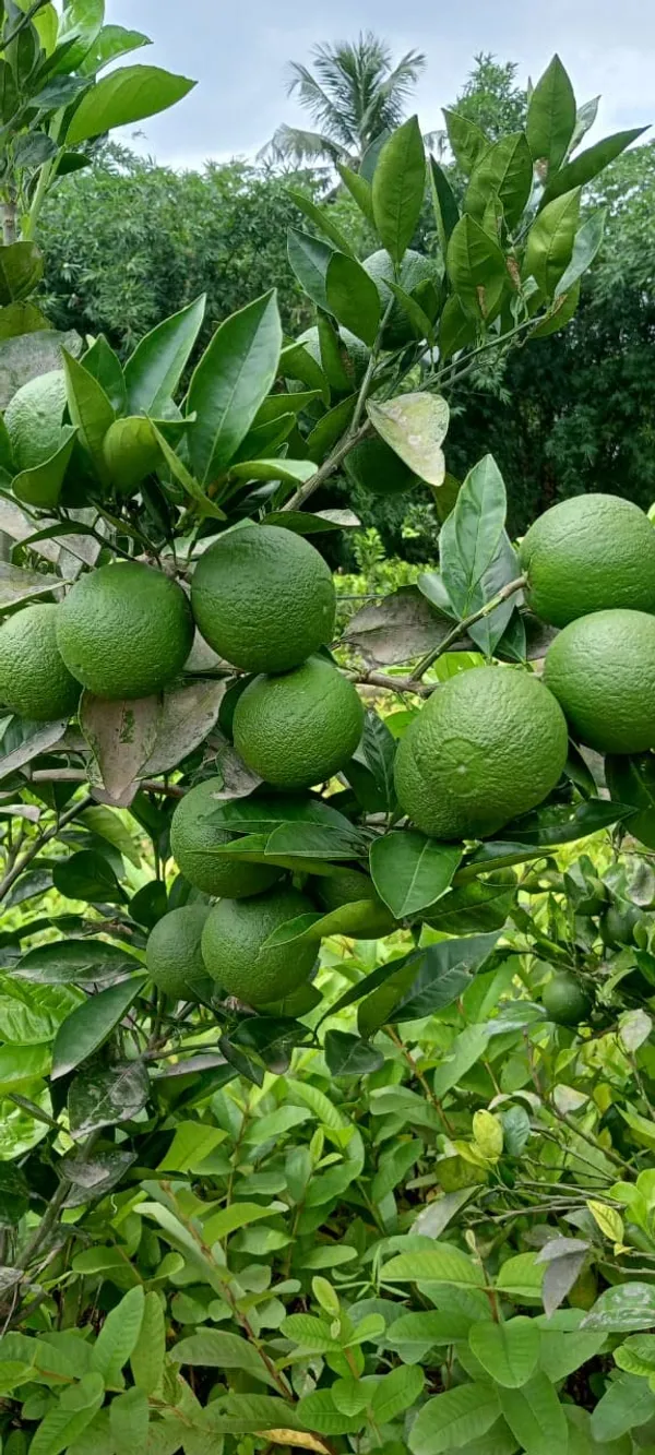 Bari_1_Grafted_Hybrid_Malta_|_Mausambi_|Malta_Lemon_Plant