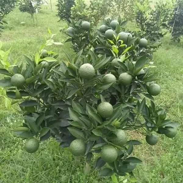 Bari_1_Grafted_Hybrid_Malta_|_Mausambi_|Malta_Lemon_Plant