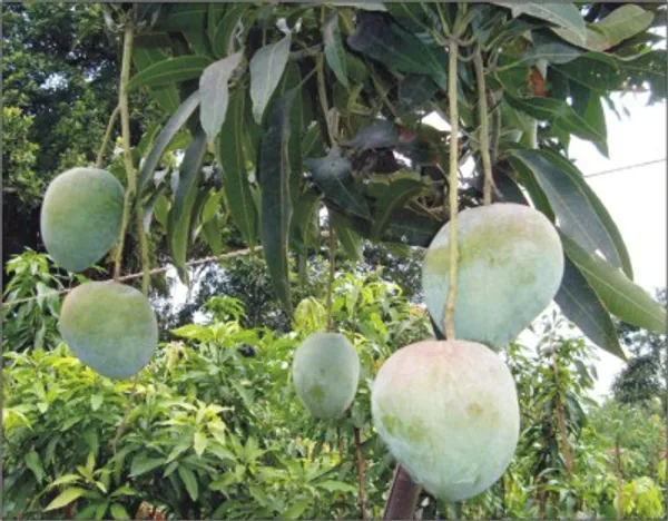 Bari_4_Hybrid_Mango_Fruit_Plant_&_Tree