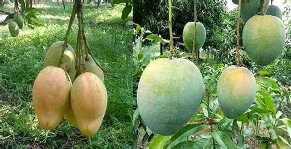 Bari_4_Hybrid_Mango_Fruit_Plant_&_Tree